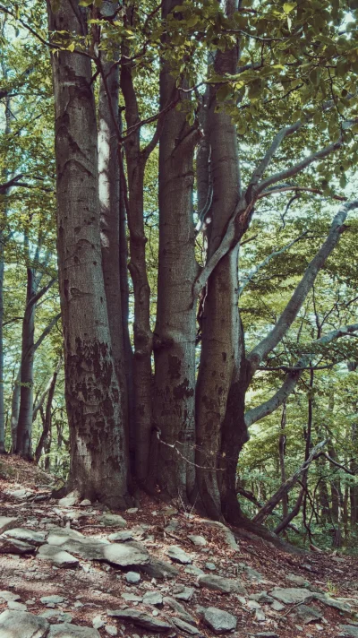Náhled fotografie