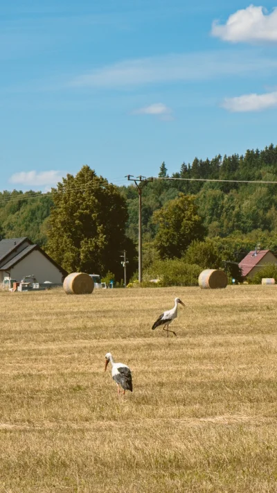 Náhled fotografie