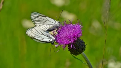 Náhled galerie Stříbrná