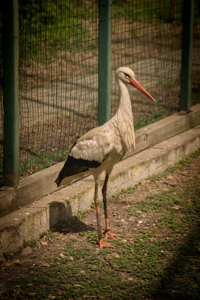 Náhled fotografie